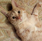 Аватара пользователя